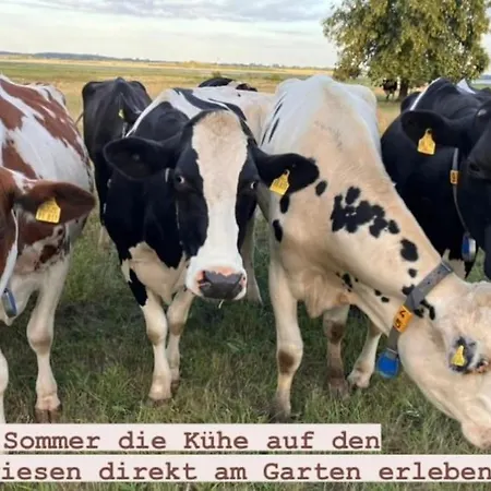 Ferienwohnung Im Erdgeschoss An Den Salzwiesen Lejlighed Poel